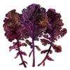Graines de légumes