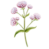 Graines de fleurs