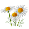 Graines d'herbes aromatiques