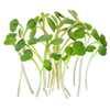 Graines d'herbes aromatiques