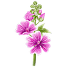 Graines de fleurs