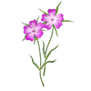 Graines de fleurs