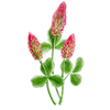 Graines de fleurs