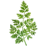Graines d'herbes aromatiques