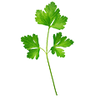 Graines d'herbes aromatiques