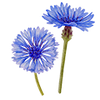 Graines de fleurs