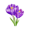 Fleurs de printemps