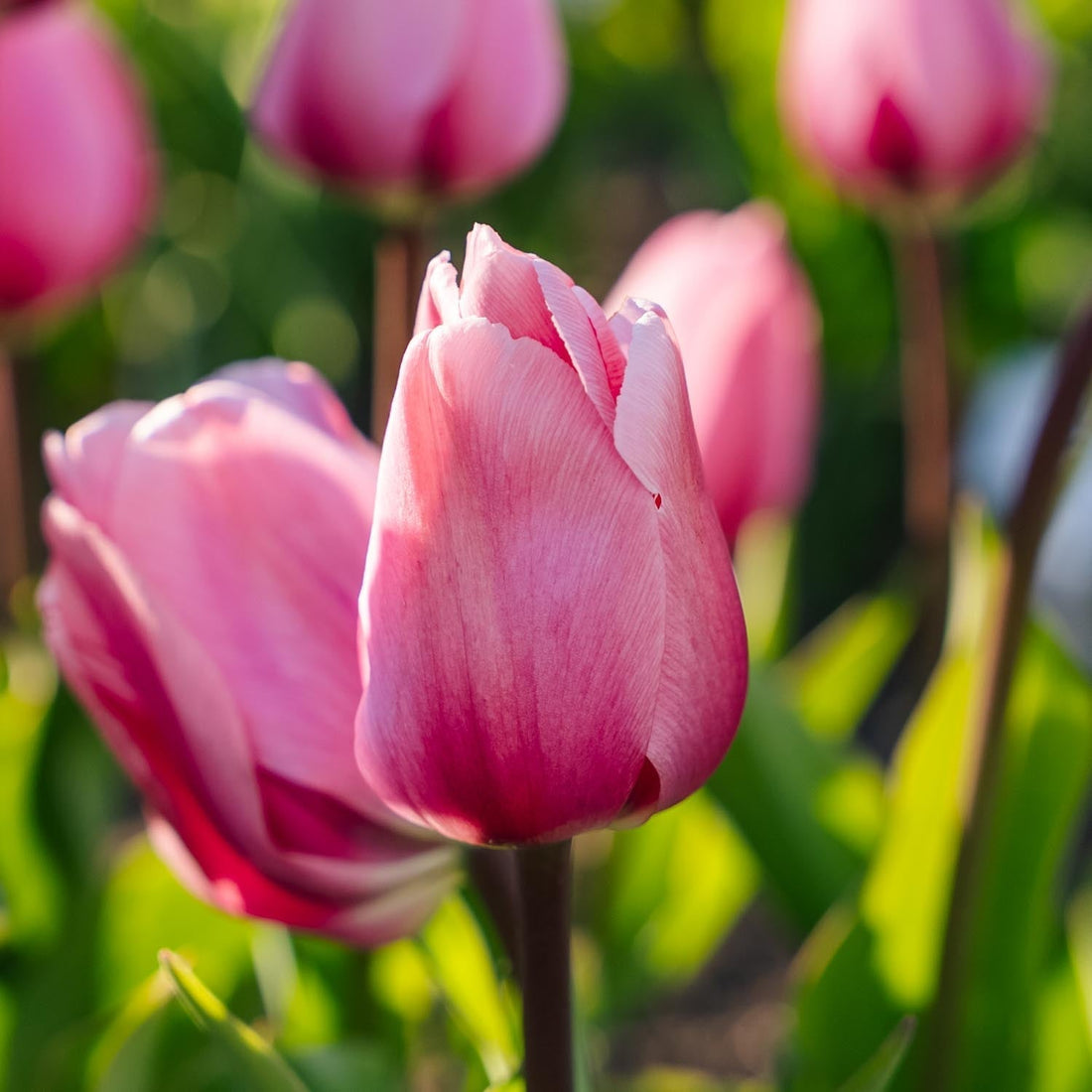 Bulbes en lasagne 'Cherry Blossom'