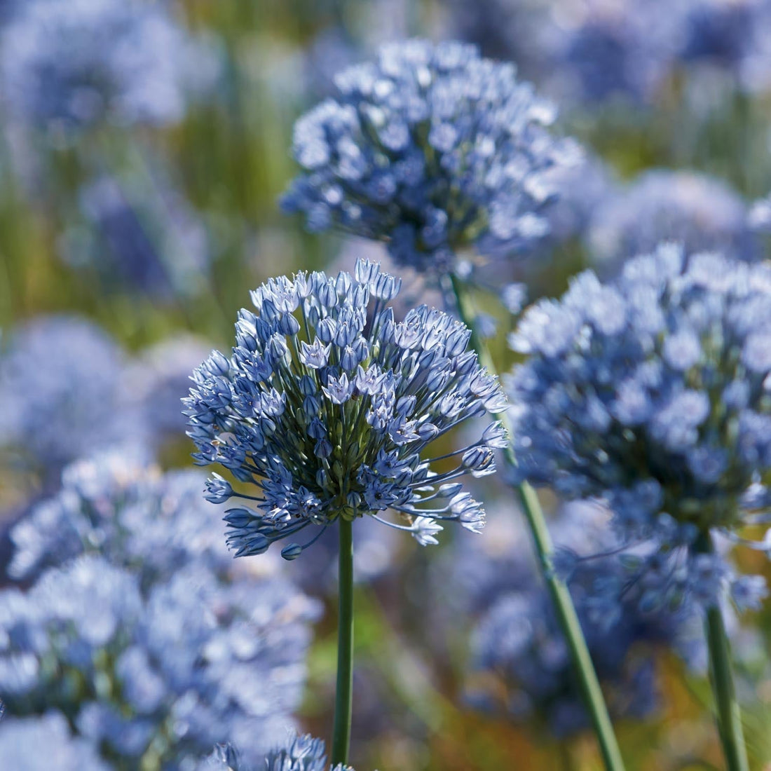 Bulbes en lasagne 'Bluebell Wood'