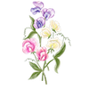 Graines de fleurs