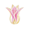 Tulipes