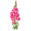 Graines de fleurs