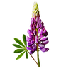 Graines de fleurs