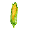 Graines de légumes