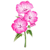 Graines de fleurs
