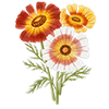 Graines de fleurs