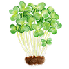 Micropousse