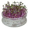 Micropousse