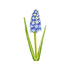 Fleurs de printemps