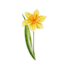 Fleurs de printemps