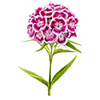 Graines de fleurs