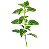 Graines d'herbes aromatiques