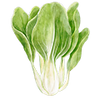 Graines de pak choi