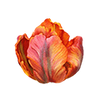 Tulipes