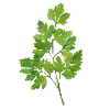 Graines d'herbes aromatiques