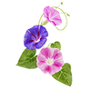 Graines de fleurs