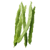 Graines de féveroles