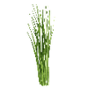 Graines d'herbes aromatiques