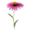 Graines de fleurs