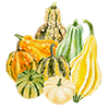 Graines de courge décorative