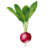 Graines de légumes