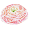 Fleurs de printemps