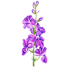 Graines de fleurs