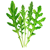 Graines d'herbes aromatiques