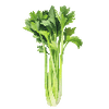 Graines de légumes