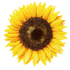 Graines de fleurs