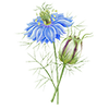 Graines d'herbes aromatiques