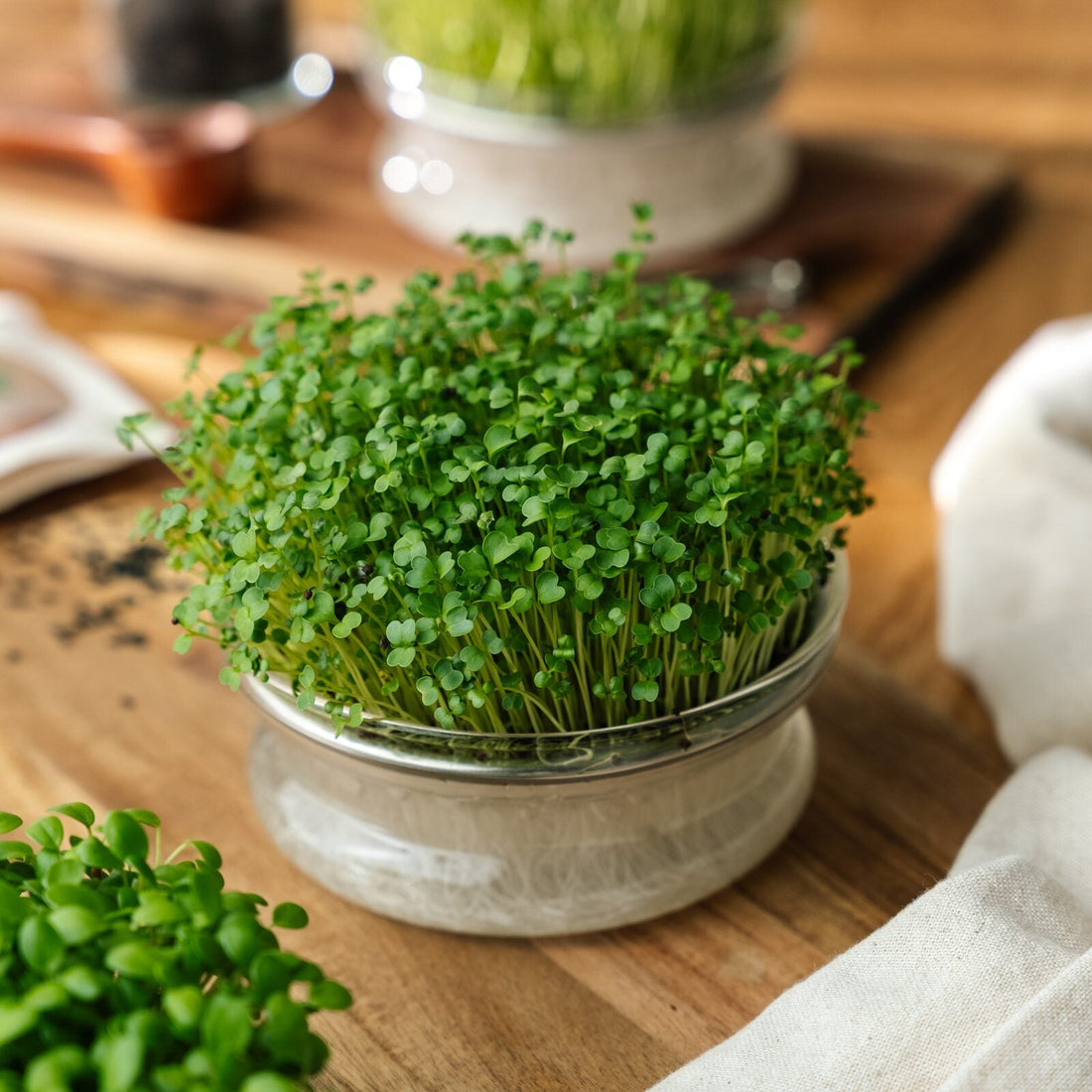 Coupelle de germination pour micropousse