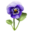 Graines de fleurs
