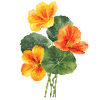 Graines de fleurs