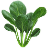 Graines de Tatsoi