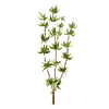 Graines d'herbes aromatiques