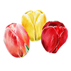 Tulipes