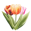 Tulipes