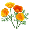 Graines de fleurs