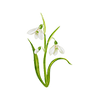 Fleurs de printemps